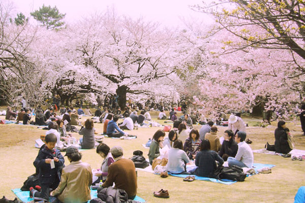 Tục lệ ngắm hoa anh đào của người Nhật diễn ra hàng năm