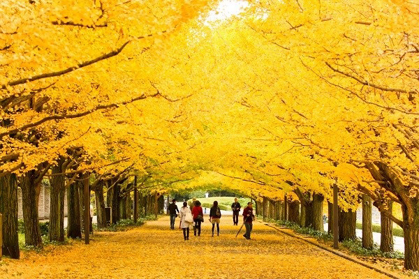 Mùa thu Nhật Bản kéo dài từ tháng 9 - tháng 11
